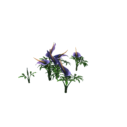 Flower Dracunculus Species4